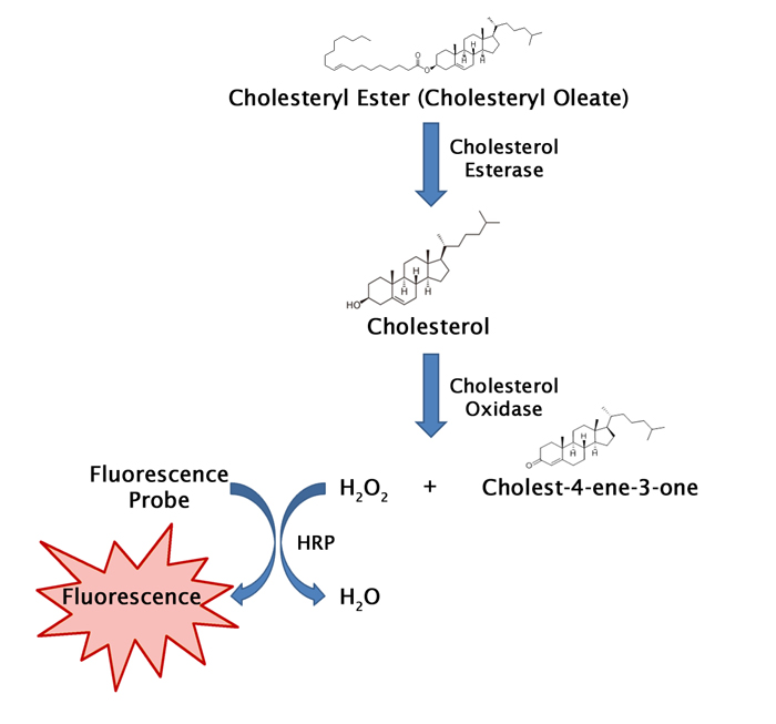 sta-391-hdl-and-ldl-vldl-cholesterol-assay-kit-cellbiolabs